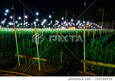 Electric light chrysanthemum mining 108188419