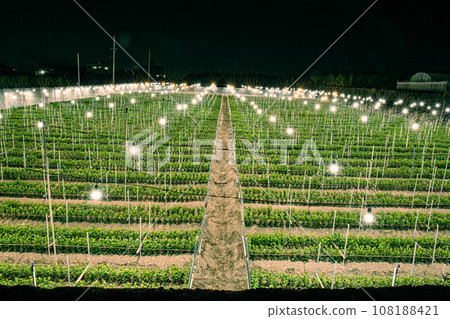 Electric light chrysanthemum mining 108188421