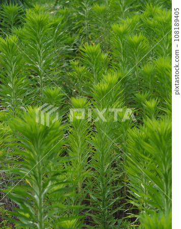 空地、荒地、雜草、土地、空地 108189405