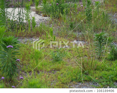 空地、荒地、雜草、土地、空地 108189406