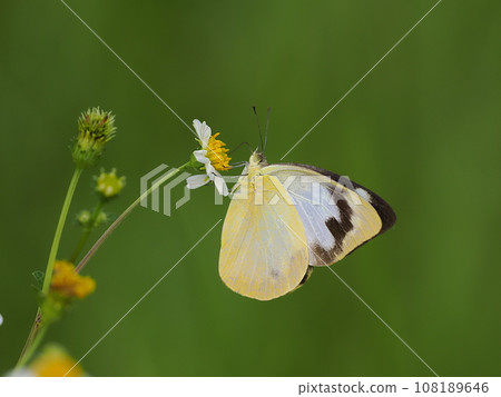 Namie white shoots 108189646