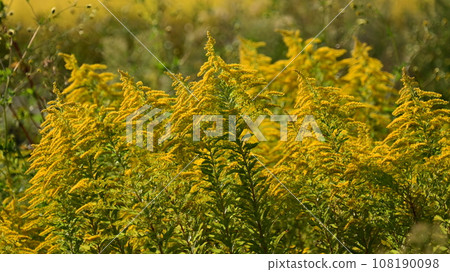 Goldenrod (Golden rod) 108190098