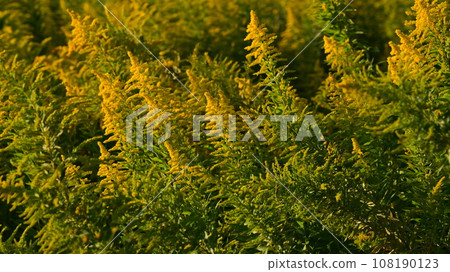 Goldenrod (Golden rod) 108190123