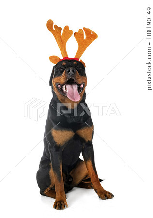 rottweiler in studio rottweiler in studio 108190149