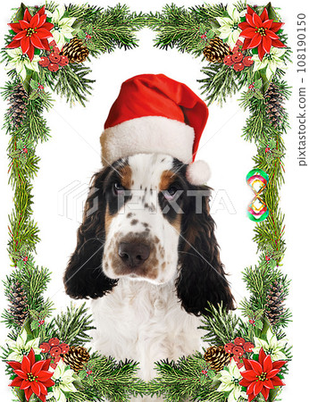 English Cocker Spaniel 108190150