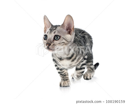 bengal kitten in studio bengal kitten in studio 108190159