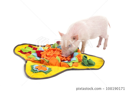miniature pig in studio 108190171