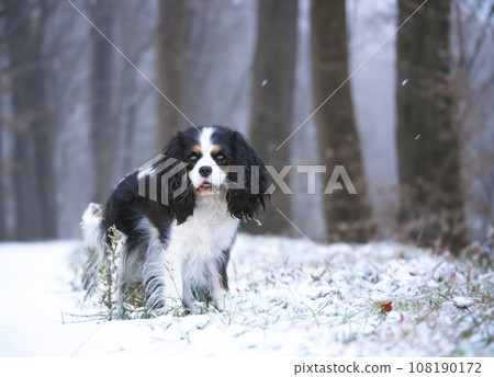 cavalier king charles in nature 108190172