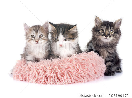 young Kurilian Bobtail in studio young Kurilian Bobtail in studio 108190175