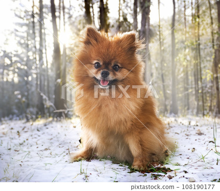 young pomeranian in nature 108190177