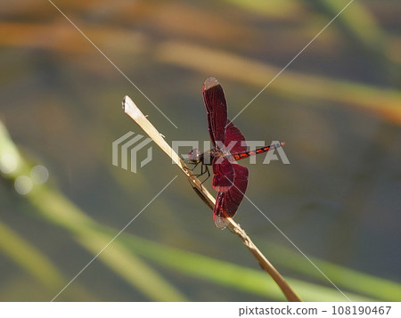 Akujisobekko dragonfly Akujisobekko dragonfly 108190467