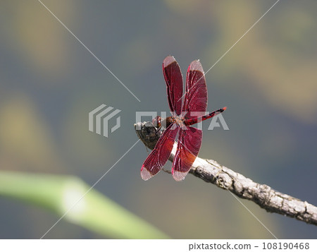 Akujisobekko dragonfly Akujisobekko dragonfly 108190468