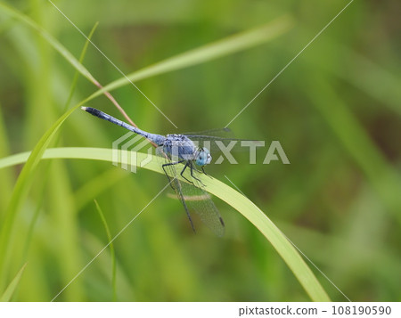 Pleurotus渦輪增壓器 108190590