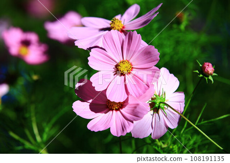 綻放的大波斯菊花(格桑花,秋英,波斯菊,秋櫻,笤帚梅,掃帚梅,大春車菊,大春菊) 108191135