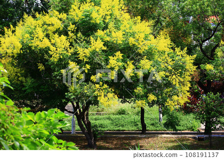 Taiwan Yunshu, Jin Kuchu, Ku Yugong, Ku Yufu, Taiwan Yun Hua, Ku Ling Jiang, Yu Zi Yu, Taiwan Yu Hua, Mu Xin Tsai, Five Color Yu Hua, 108191137