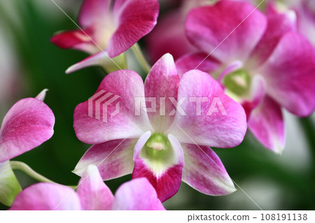 Dendrobium orchid (Phalaenopsis-type dendrobium) 108191138