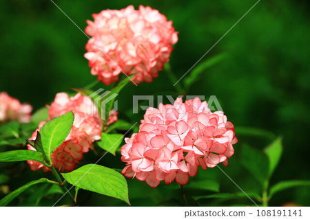 Releasing flowers (Hydrangea, Powder flower, Eight Immortal flowers, Manchu flower, Eight Immortal flowers, Daihachi Immortal flowers, Tenma Uraraka) 108191141