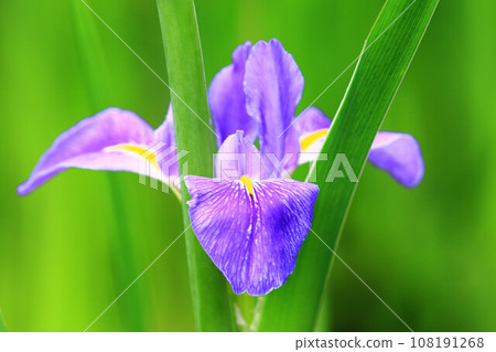 放飛飛花（Airitobana、鱗莖飛花、竹花、浮萍花、Utobana） 108191268