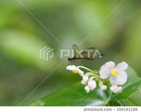 Konaka Hagorotombo 108191286