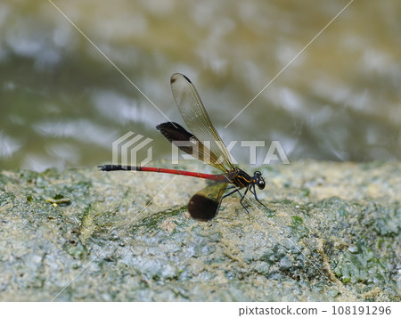 Konaka Hagorotombo 108191296