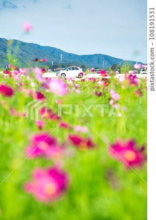 Cosmos and cars Cosmos and cars 108191531