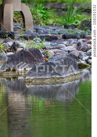 Kingfisher resting on a rock Kingfisher resting on a rock 108191532