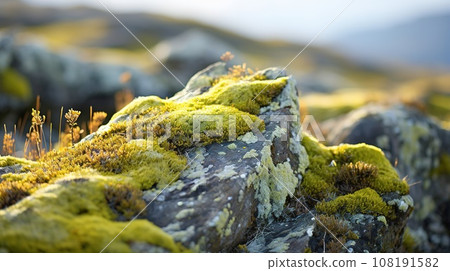 Close up of colorful lichens growing on a rock in the tundra. Various shades of green, yellow, orange, and red, and they contrast beautifully with the gray rock. 108191582