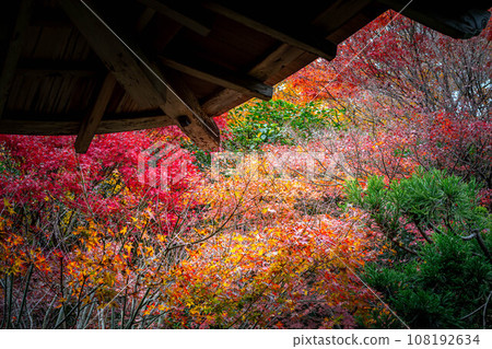 從龍安寺的走廊看到色彩繽紛的秋葉 108192634
