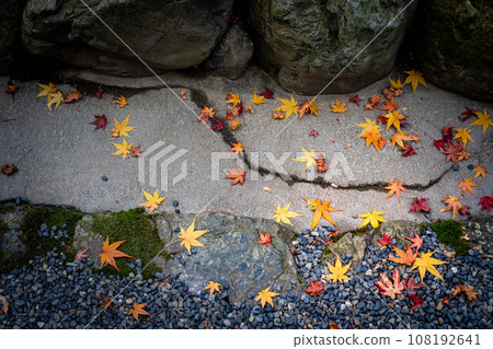 Autumn at Ryoanji Temple, colorful fallen maple leaves scattered on the cobblestone pavement and gravel of the approach, the ground giving the impression of the wind and flowing water. Autumn at Ryoanji Temple, colorful fallen maple leaves scattered on the cobblestone pavement and gravel of the approach, the ground giving the impression of the wind and flowing water. 108192641