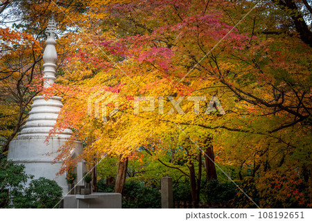 龍安寺的秋天，緬野汽車工廠的純白塔與紅黃楓樹的對比 108192651