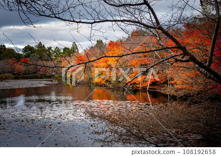 龍安寺的秋天,紅葉倒映在鏡陽池的水鏡中 龍安寺的秋天,紅葉倒映在鏡陽池的水鏡中 108192658
