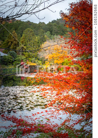 龍安寺的秋天,杏陽池的紅葉 龍安寺的秋天,杏陽池的紅葉 108192668