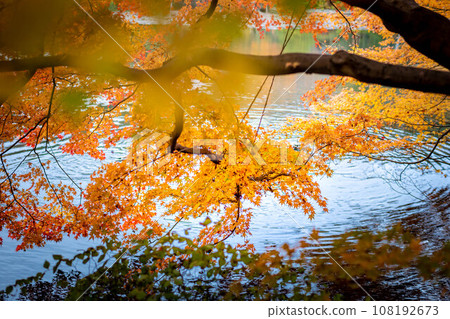 Autumn at Ryoanji Temple, yellow maple leaves, yellow sea of clouds, and ripples viewed against the surface of the quiet Kagamiko Pond 108192673