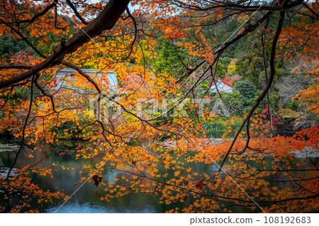 In autumn at Ryoan-ji Temple, view the quiet Kagami-ko Pond and Daiju-in Temple on the opposite bank through the bright orange leaves. In autumn at Ryoan-ji Temple, view the quiet Kagami-ko Pond and Daiju-in Temple on the opposite bank through the bright orange leaves. 108192683