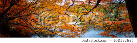 秋天的龍安寺全景照片,透過鮮豔的橙色樹葉眺望寧靜的鏡池和對岸的大樹院。 秋天的龍安寺全景照片,透過鮮豔的橙色樹葉眺望寧靜的鏡池和對岸的大樹院。 108192685