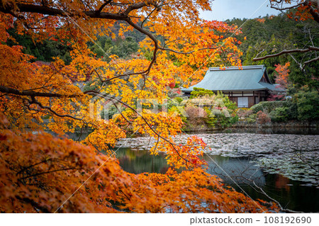秋天的龍安寺,透過明亮的橙色樹葉可以看到對岸寧靜的鏡湖和大樹院。 秋天的龍安寺,透過明亮的橙色樹葉可以看到對岸寧靜的鏡湖和大樹院。 108192690