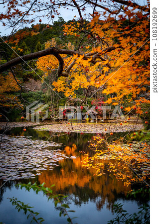 龍安寺的秋天,鏡湖的水鏡反射出絢麗的秋色 龍安寺的秋天,鏡湖的水鏡反射出絢麗的秋色 108192699