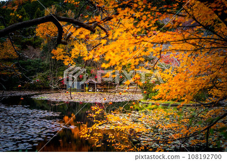 龍安寺的秋天,鏡湖的水鏡反射出絢麗的秋色 龍安寺的秋天,鏡湖的水鏡反射出絢麗的秋色 108192700