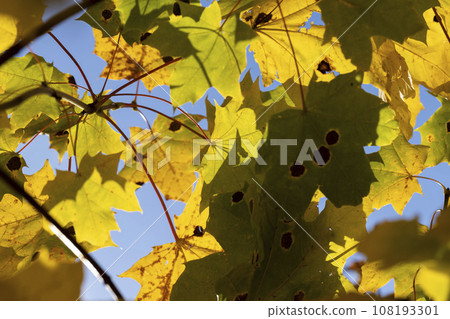 Maple tree foliage in autumn Maple tree foliage in autumn 108193301