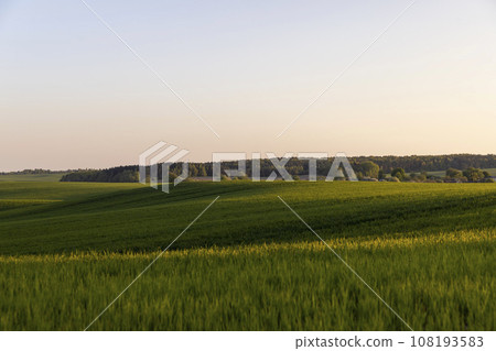 young green wheat in the field in the spring season 108193583
