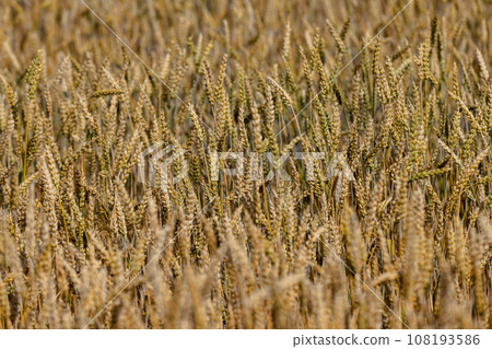 monoculture golden mature wheat in the field monoculture golden mature wheat in the field 108193586