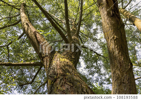 beautiful silver willow tree foliage with green foliage beautiful silver willow tree foliage with green foliage 108193588