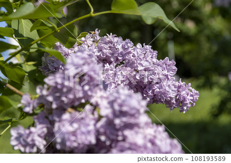 lilac flowers during flowering in spring park lilac flowers during flowering in spring park 108193589