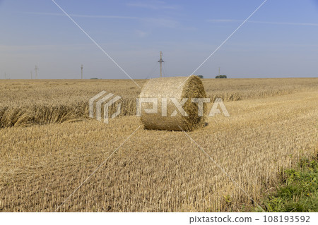 stacks of wheat straw in the field after harvest 108193592