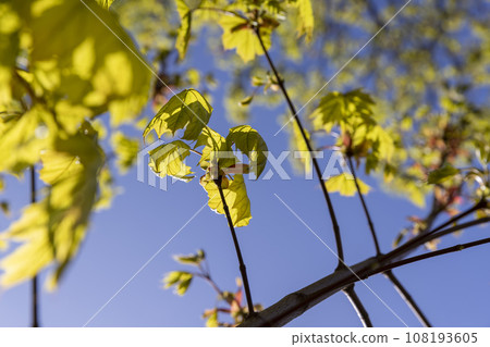 green foliage on a maple tree in spring bloom green foliage on a maple tree in spring bloom 108193605