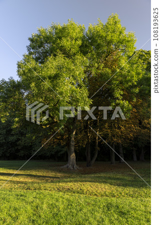 deciduous trees in the park in the autumn sunny dawn deciduous trees in the park in the autumn sunny dawn 108193625