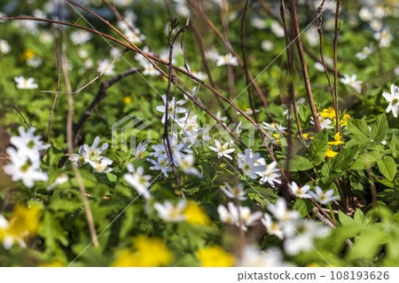 the first spring flowers of anemone are white in a mixed forest the first spring flowers of anemone are white in a mixed forest 108193626