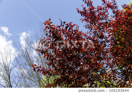 red hornbeam foliage in windy weather in spring park red hornbeam foliage in windy weather in spring park 108193644