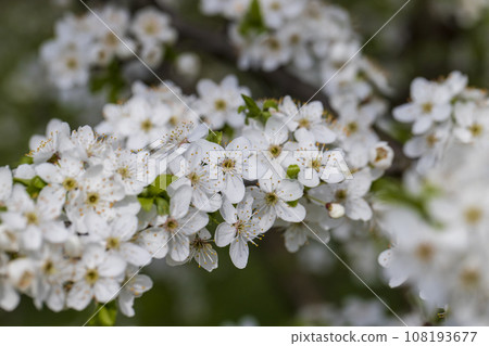 cherry blossoms in the orchard in spring 108193677