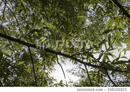 beautiful silver willow tree foliage with green foliage beautiful silver willow tree foliage with green foliage 108193835